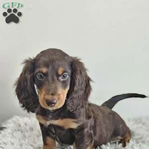 Ace, Dachshund Puppy